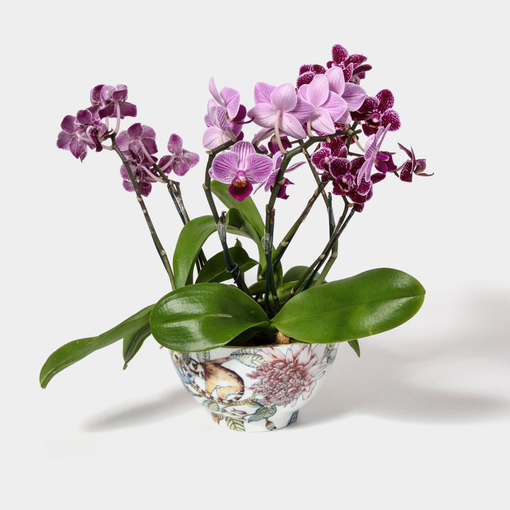 Bowl Vaso Coleção"Botanic"