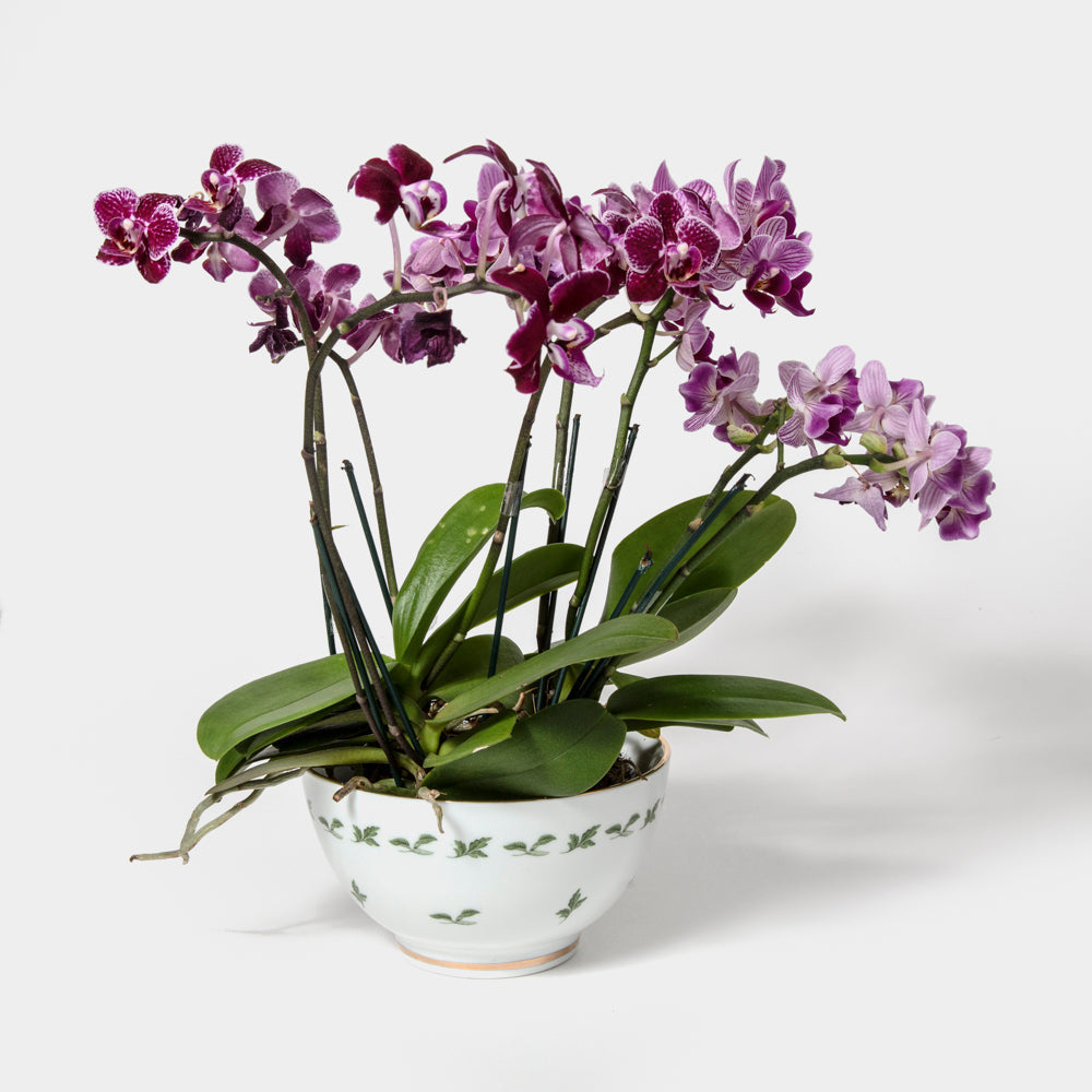 Kit Bowl Vaso Coleção Toile Eras 4, 6, 8 e 12 Peças